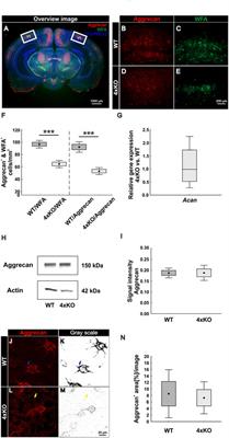 Brevican, Neurocan, Tenascin-C, and Tenascin-R Act as Important Regulators of the Interplay Between Perineuronal Nets, Synaptic Integrity, Inhibitory Interneurons, and Otx2